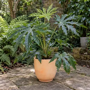 Fatsia polycarpa 'Needham's Form'