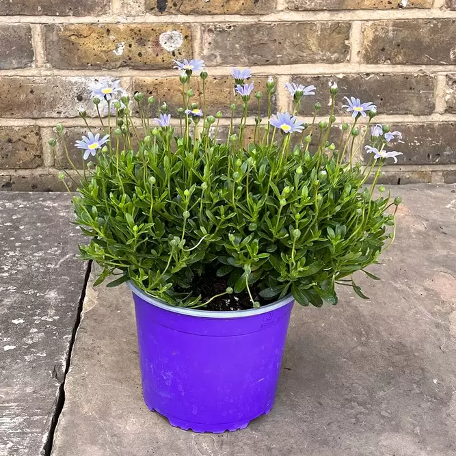 Felicia amelloides 'Felicitara Blue' (Pot Size 17cm) - Blue daisy - image 2