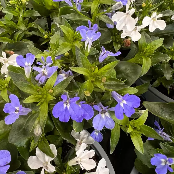 Festival Colours Lobelia (Pot Size 12cm) - image 1