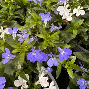 Festival Colours Lobelia (Pot Size 12cm) - image 1