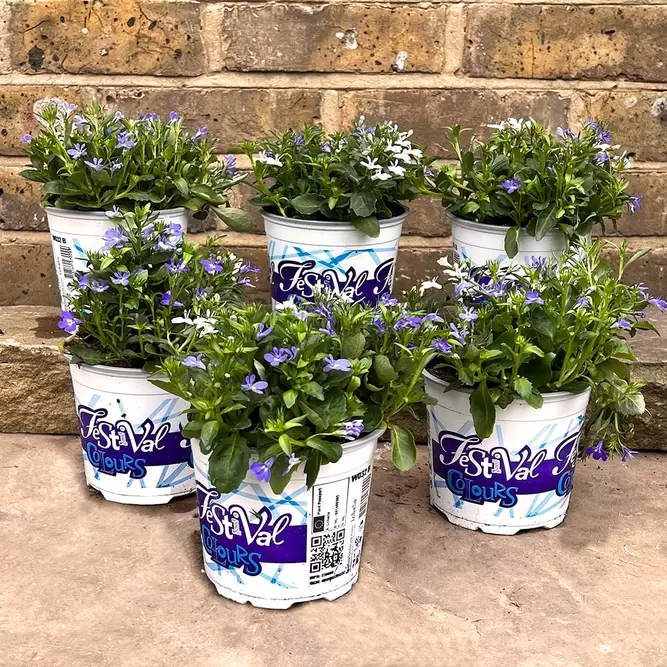 Festival Colours Lobelia (Pot Size 12cm) - image 3