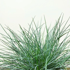 Festuca glauca 'AmiGreen' (10.5cm) Fescue - image 1