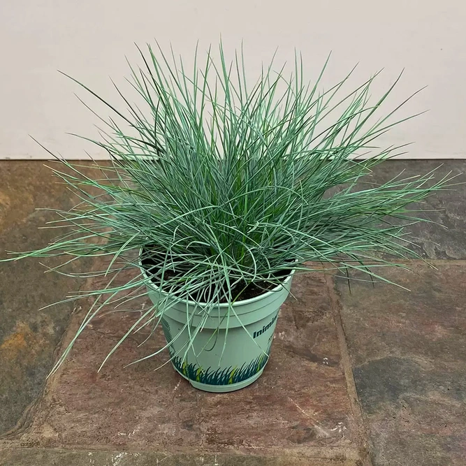 Festuca glauca 'AmiGreen' (10.5cm) Fescue - image 2