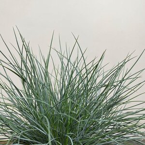 Festuca glauca 'Compacta Blue' (Pot Size 10.5cm) - Blue Grass - image 1