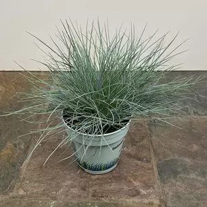 Festuca glauca 'Compacta Blue' (Pot Size 10.5cm) - Blue Grass - image 2