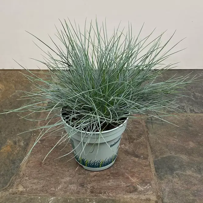 Festuca glauca 'Compacta Blue' (Pot Size 10.5cm) Blue Grass (alt) - image 2