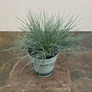 Festuca glauca 'Compacta Blue' (Pot Size 10.5cm) Blue Grass (alt) - image 2