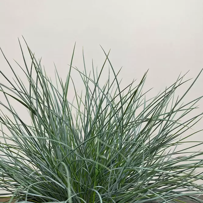 Festuca glauca 'Intense Blue' (Pot Size 2L) - Blue Grass - image 2