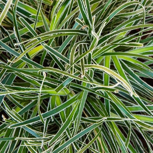 Frosty Sedge - Ficinia truncata 'Ice Crystal'