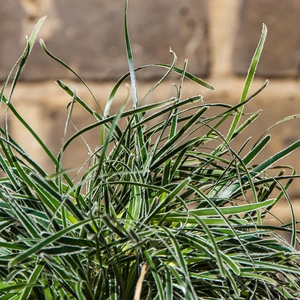 Frosty Sedge - Ficinia truncata 'Ice Crystal'