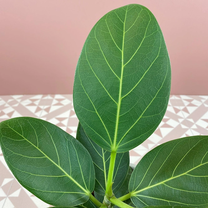 Ficus benghalensis (Pot Size 12cm) Banyan tree - image 2