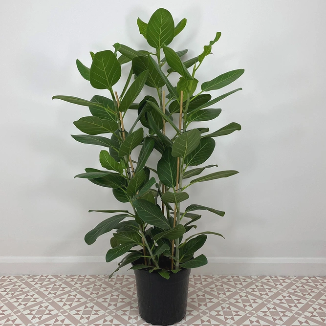 Ficus benghalensis (Pot Size 27cm) Banyan tree - image 1