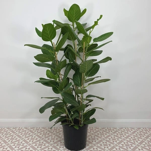 Ficus benghalensis (Pot Size 27cm) Banyan tree - image 1