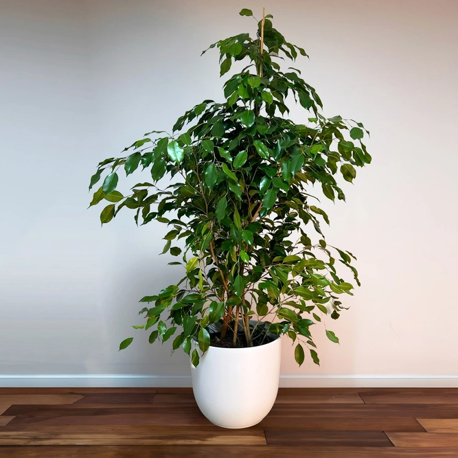 Ficus Benjamina (Pot Size 27cm) Weeping Fig - image 1