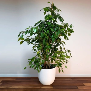 Ficus Benjamina (Pot Size 27cm) Weeping Fig - image 1