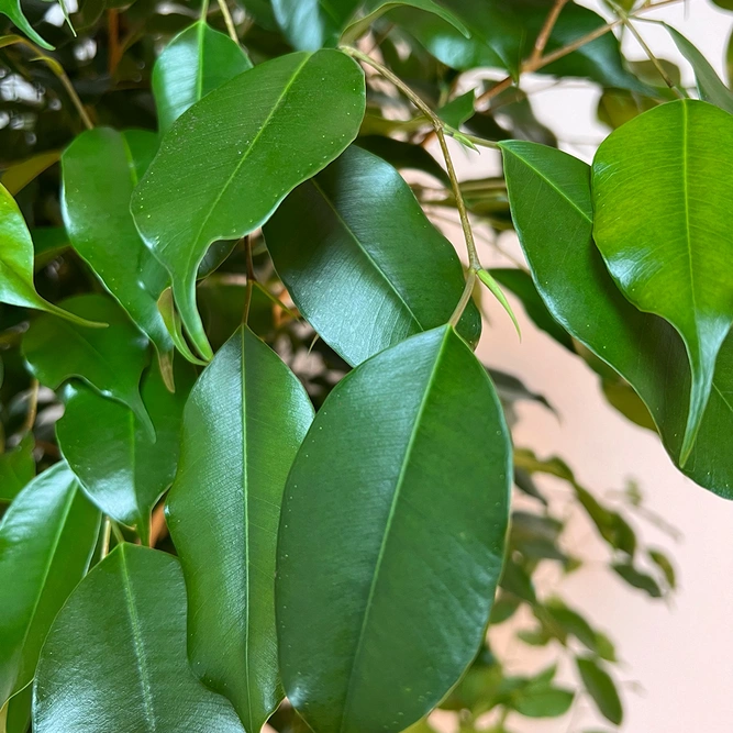 Ficus Benjamina (Pot Size 27cm) Weeping Fig - image 2