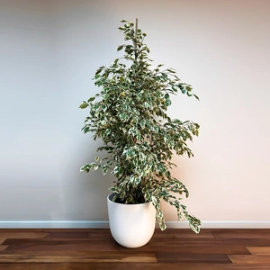 Ficus Benjamina 'Starlight' (Pot Size 27cm) Starlight Weeping Fig - image 1