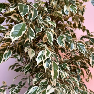 Ficus Benjamina 'Starlight' (Pot Size 27cm) Starlight Weeping Fig - image 2