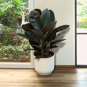 Ficus elastica 'Abidjan' (Pot Size 24cm) Rubber plant - image 2
