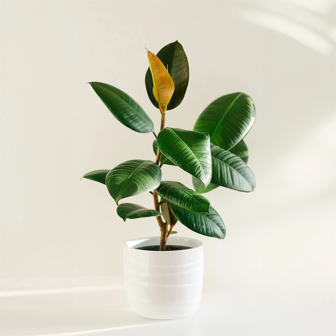 Ficus elastica 'Abidjan' (Pot Size 27cm) Rubber plant