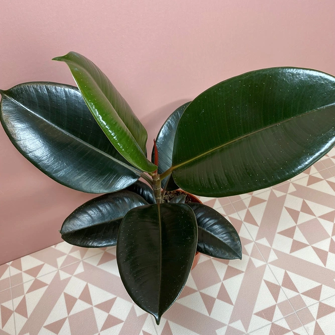 Ficus elastica 'Abidjan' (Pot Size 30cm) Rubber plant