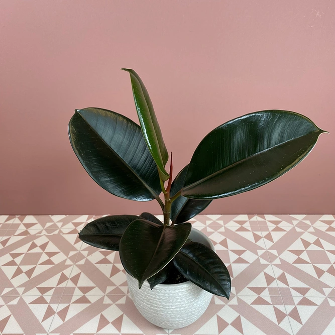 Ficus elastica 'Abidjan' (Pot Size 12cm) Rubber plant - image 1