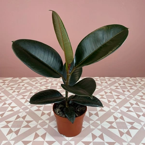 Ficus elastica 'Abidjan' (Pot Size 12cm) Rubber plant - image 3