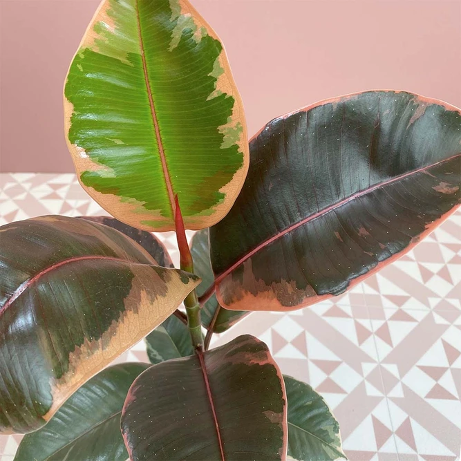 Ficus elastica 'Belize' (11cm) Rubber Plant - image 2