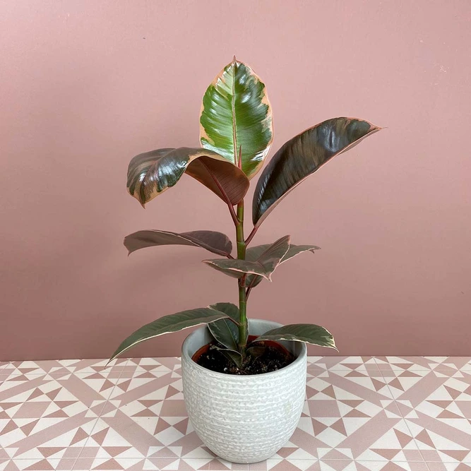 Ficus elastica 'Belize' (11cm) Rubber Plant - image 1