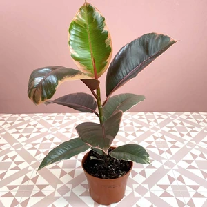 Ficus elastica 'Belize' (14cm) Rubber Plant - image 2