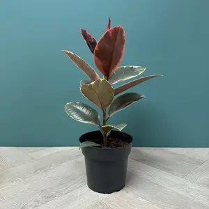 Ficus elastica 'Belize' (17cm) Rubber plant - image 2