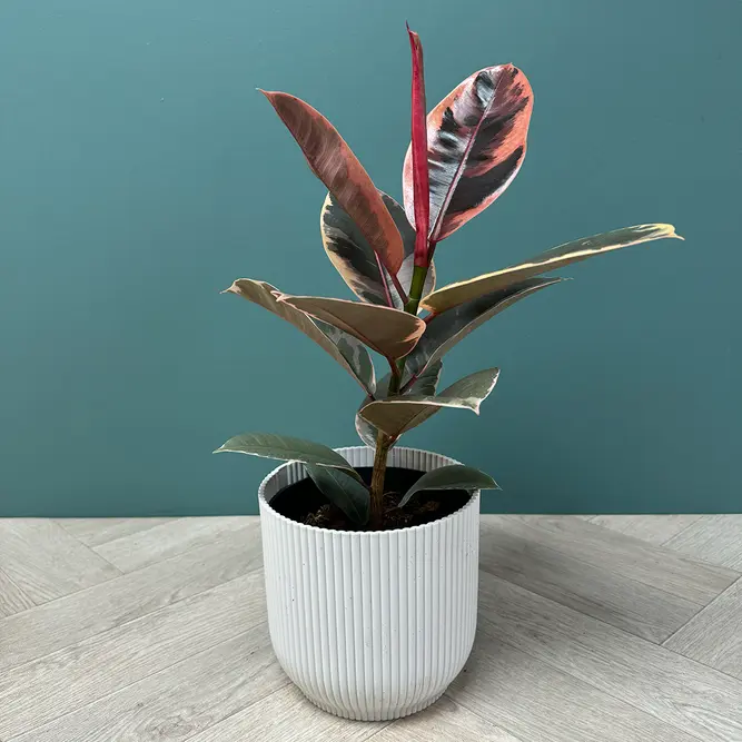 Ficus elastica 'Belize' (17cm) Rubber plant - image 1