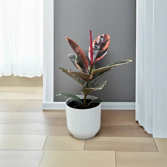 Ficus elastica 'Belize' (17cm) Rubber plant - image 3