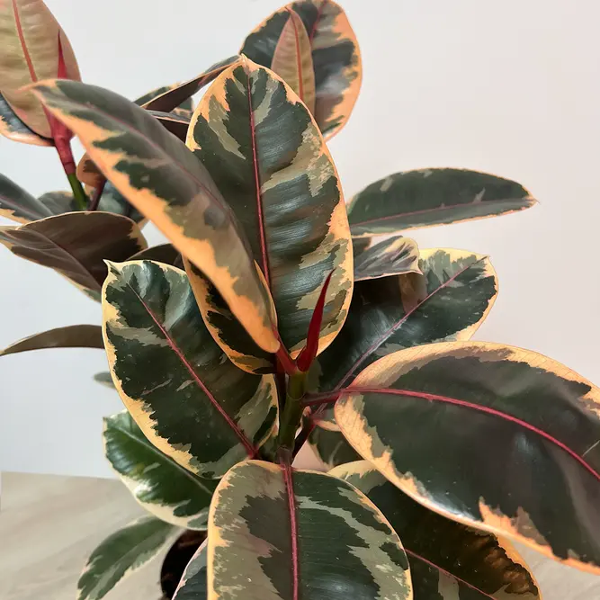 Ficus elastica 'Belize' (27cm) Rubber plant - image 1