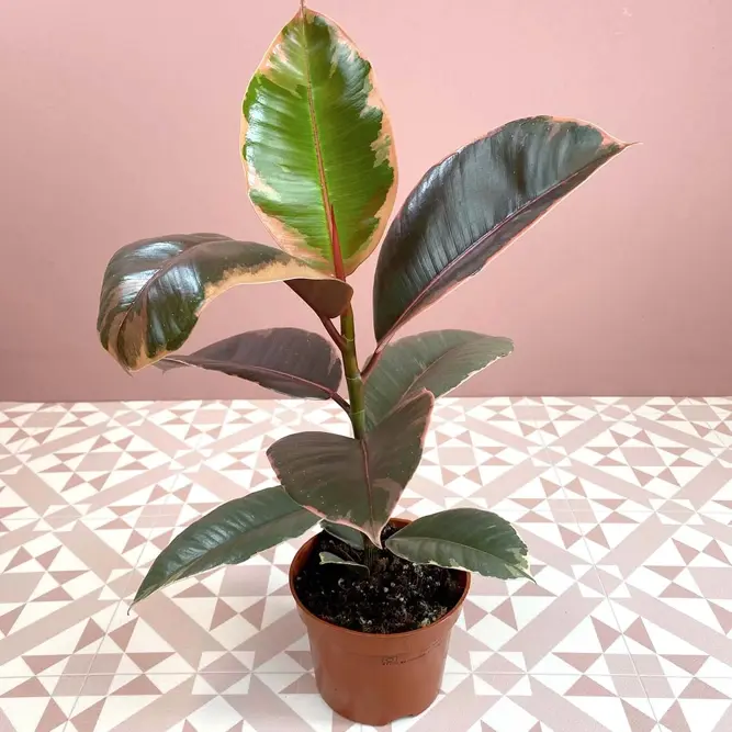 Ficus elastica 'Belize' (Pot Size 12cm) Rubber Plant - image 1
