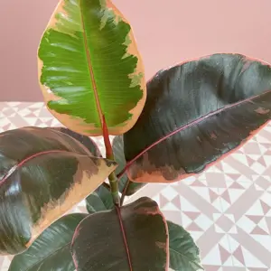 Ficus elastica 'Belize' (Pot Size 12cm) Rubber Plant - image 2