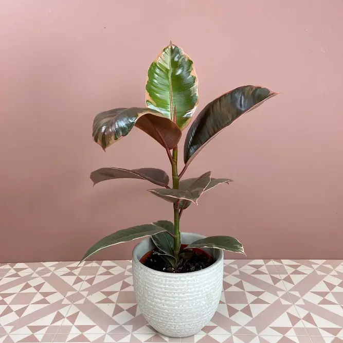 Ficus elastica 'Belize' (Pot Size 12cm) Rubber Plant - image 3