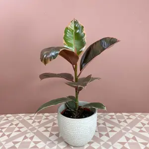 Ficus elastica 'Belize' (Pot Size 12cm) Rubber Plant - image 3