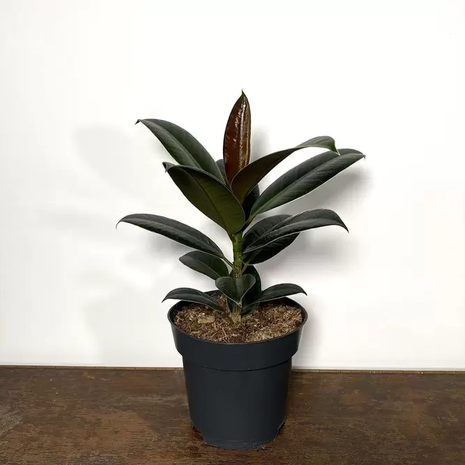 Ficus elastica 'Melany' (Pot Size 14cm) Rubber Plant - image 1
