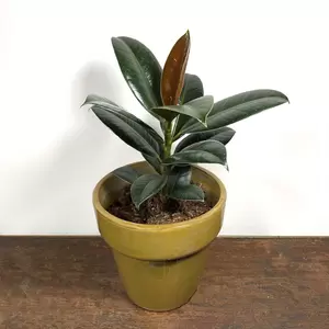 Ficus elastica 'Melany' (Pot Size 14cm) Rubber Plant - image 1