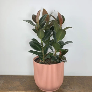 Ficus elastica 'Melany' (Pot Size 21cm) Rubber plant - image 1
