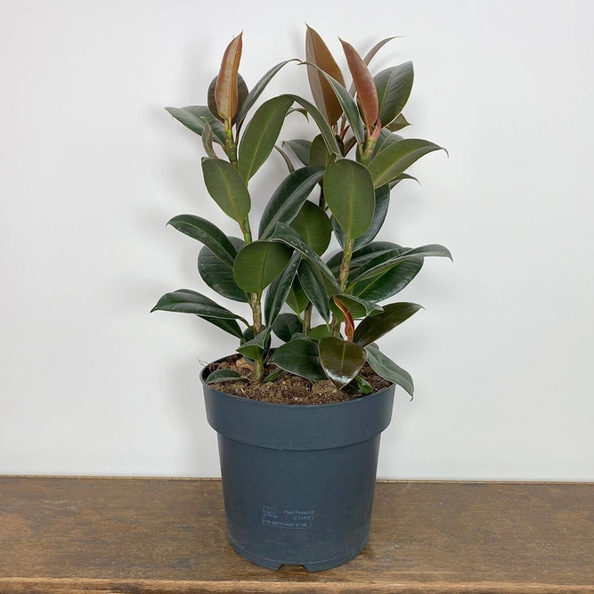 Ficus elastica 'Melany' (Pot Size 21cm) Rubber plant - image 3
