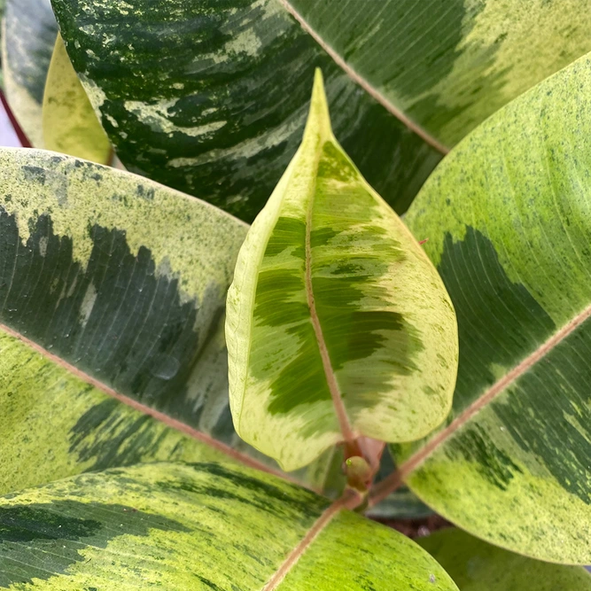 Ficus elastica 'Moonshine Schriveriana' (Pot Size 17cm) - image 3