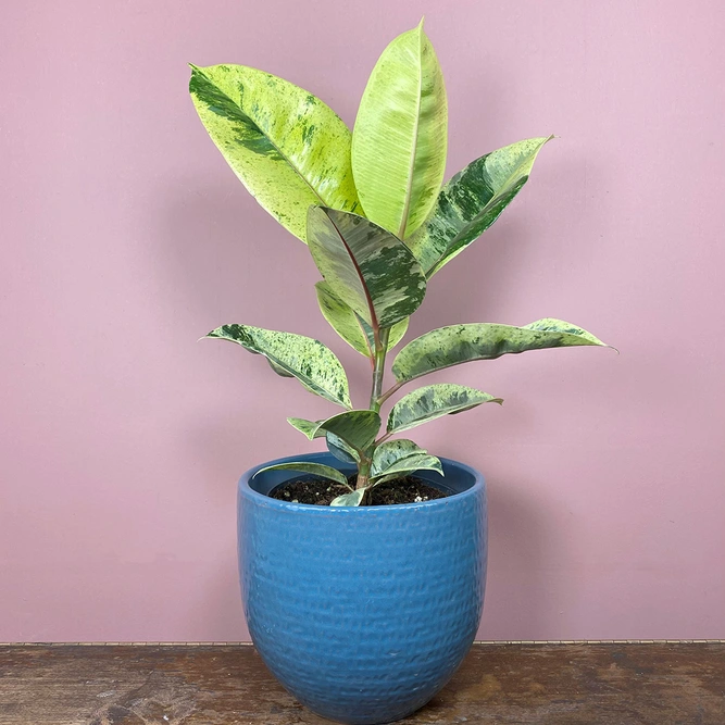 Ficus elastica 'Moonshine Schriveriana' (Pot Size 17cm) - image 1