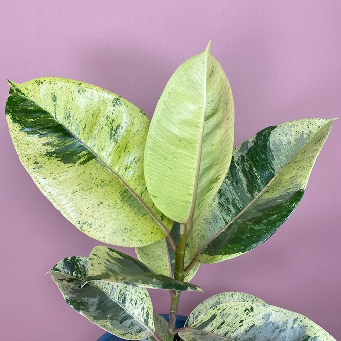 Ficus elastica 'Moonshine Schriveriana' (Pot Size 17cm) - image 2