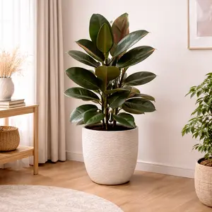Ficus Elastica (Pot Size 21cm) Rubber Plant - image 1