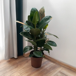 Ficus Elastica (Pot Size 21cm) Rubber Plant - image 2