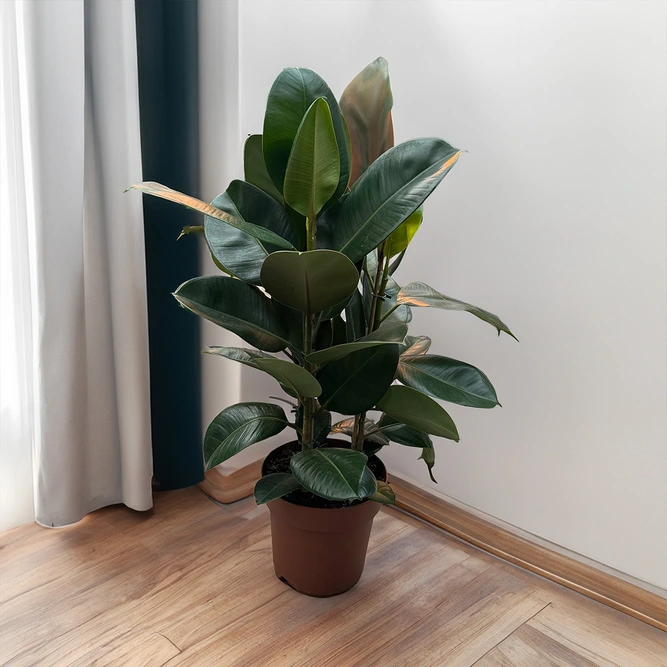 Ficus Elastica (Pot Size 24cm) Rubber Plant