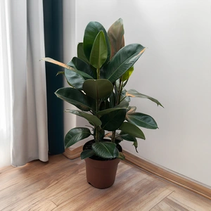Ficus Elastica (Pot Size 24cm) Rubber Plant