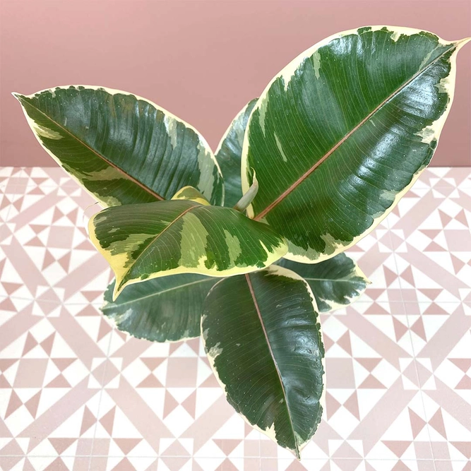 Ficus Elastica Tineke (14cm) Rubber plant - image 2